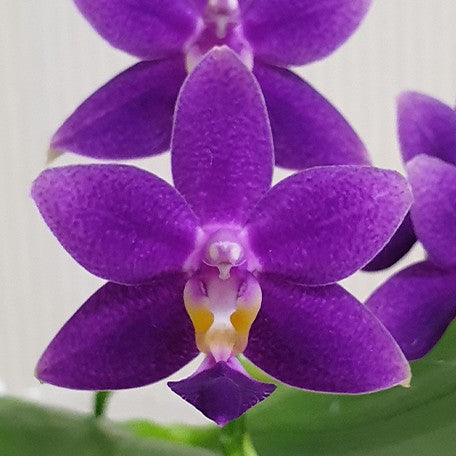 178047324421-Phal.%20Equalacea%20'Smurf'%20%E8%8A%B16.jpg