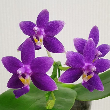 178047324428-Phal.%20Equalacea%20'Smurf'%20%E8%8A%B15.jpg