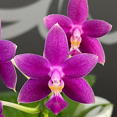 178047324431-Phal.%20Equalacea%20'Smurf'%20%E8%8A%B11.jpg