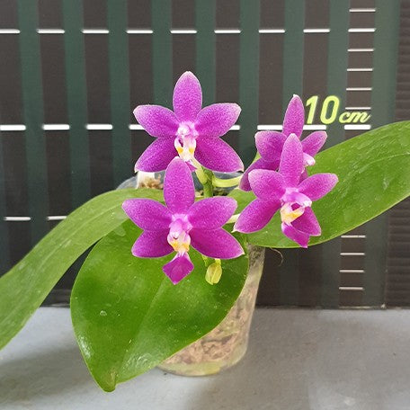 178047324479-Phal.%20Equalacea%20'Smurf'%20%E8%8A%B14.jpg