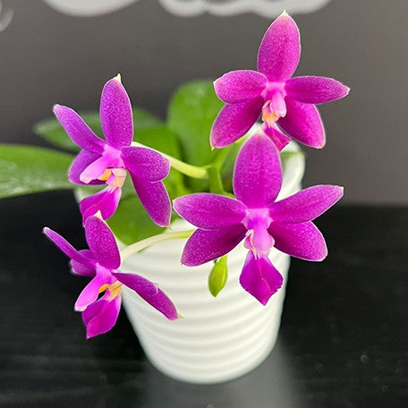 178047324487-Phal.%20Equalacea%20'Smurf'%20%E8%8A%B12.jpg