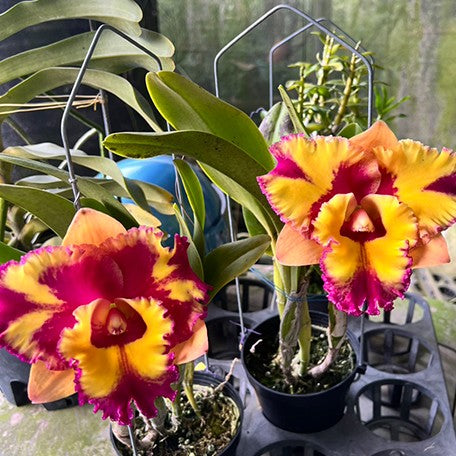 Rhyncholaeliocattleya Rungnapha Fancy 'Warm Welcome' 4.0