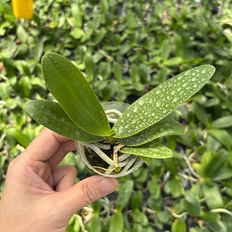 178054478421-Sedirea%20japonica%20%C3%97%20Vandopsis%20parishii%20%E6%A4%8D%E6%A0%AA1.7''1.jpg