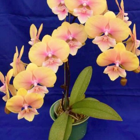 178055006833-Phal.%20Jincheng%20Sweetheart%20%E9%87%91%E5%9F%8E%E7%94%9C%E5%BF%83%20%E8%8A%B12.jpg