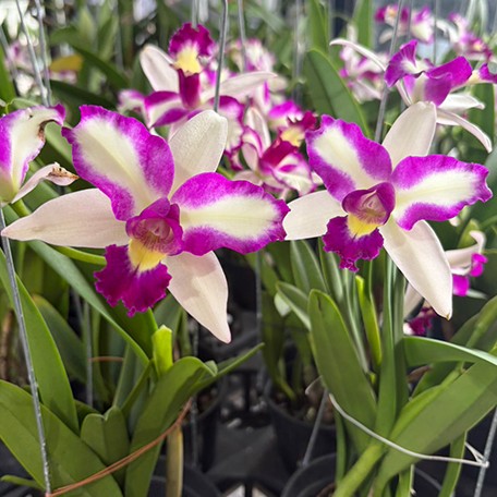 178065349326-Rlc.%20Hwa%20Yuan%20Beauty%20%E8%8F%AF%E5%9C%92%E7%BE%8E%E4%BA%BA%20%E8%8A%B13.jpg