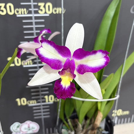 178065349328-Rlc.%20Hwa%20Yuan%20Beauty%20%E8%8F%AF%E5%9C%92%E7%BE%8E%E4%BA%BA%20%E8%8A%B12.jpg