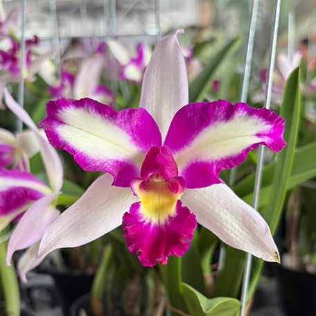 178065349336-Rlc.%20Hwa%20Yuan%20Beauty%20%E8%8F%AF%E5%9C%92%E7%BE%8E%E4%BA%BA%20%E8%8A%B11.jpg