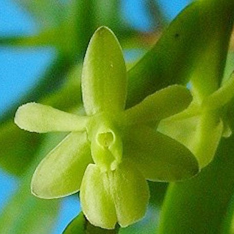 178099328911-Epi.%20rigidum%20%E7%B6%A0%E8%8A%B1%E6%A8%B9%E8%98%AD%20%E8%8A%B11.jpg