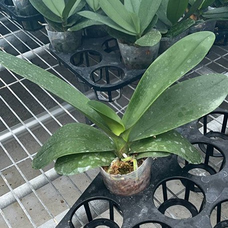 178107324429-Phal.%20Chi-Yueh%20Wise%20%E6%A4%8D%E6%A0%AA3''1.jpg