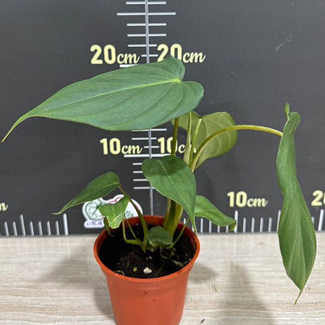178116352567-Philodendron%20McDowell%20%E6%A4%8D%E6%A0%AA3''%202.jpg