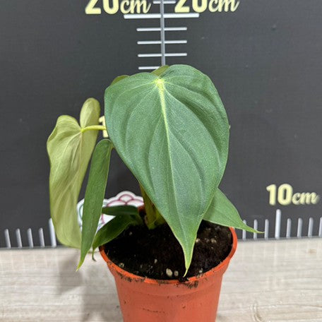 178116352589-Philodendron%20McDowell%20%E6%A4%8D%E6%A0%AA3''%201.jpg
