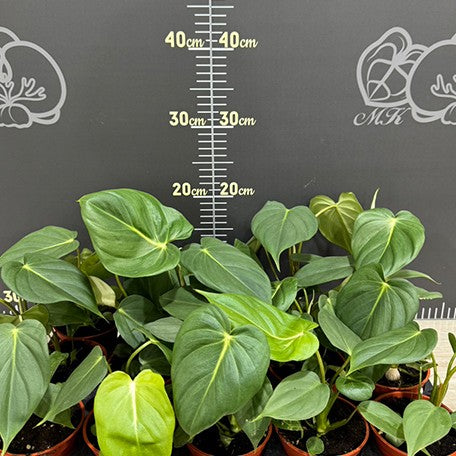 178116352594-Philodendron%20McDowell%20%E6%A4%8D%E6%A0%AA3''3.jpg