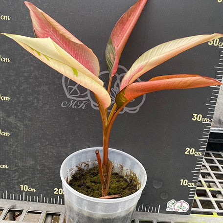 178116423629-Musa%20nono%20variegated%20%E6%A4%8D%E6%A0%AA7''%202.jpg