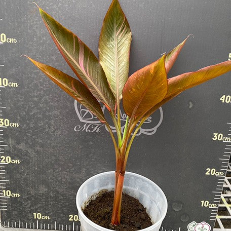 178116423643-Musa%20nono%20variegated%20%E6%A4%8D%E6%A0%AA7''%201.jpg
