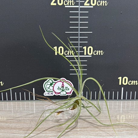 178123227119-Tillandsia%20schiedeana%20%E6%A4%8D%E6%A0%AA%20%E8%A3%B8%E6%A0%B91.jpg
