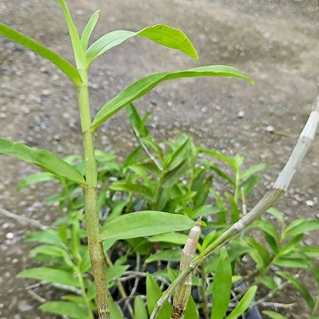 178124469348-Den.%20lituiflorum%20%C3%97%20sib%20%E6%A4%8D%E6%A0%AA1.7''%202.jpg