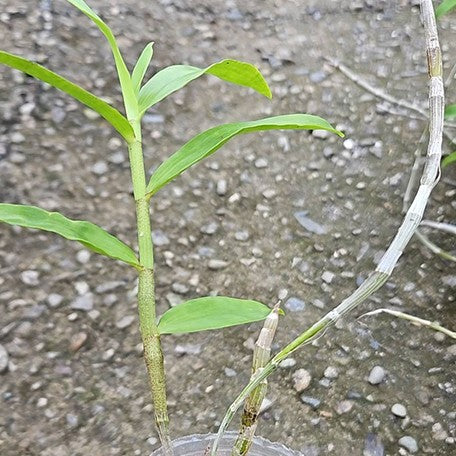 178124469398-Den.%20lituiflorum%20%C3%97%20sib%20%E6%A4%8D%E6%A0%AA1.7''%201.jpg