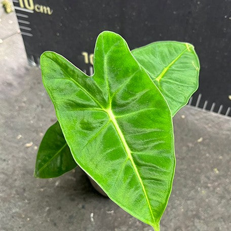 178148946117-Alocasia%20micholitziana%20%E6%A4%8D%E6%A0%AA2.5''1.jpg