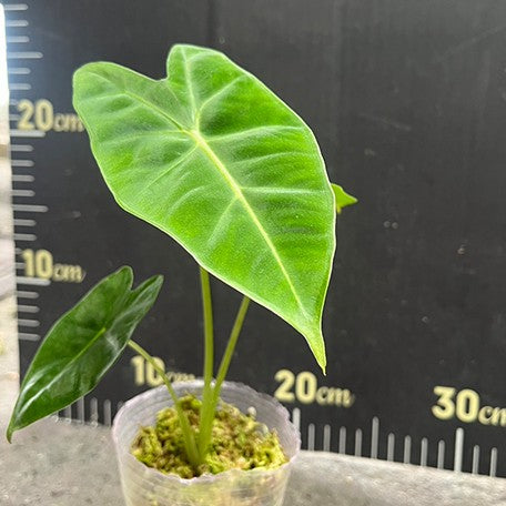 178148946135-Alocasia%20micholitziana%20%E6%A4%8D%E6%A0%AA2.5''2.jpg