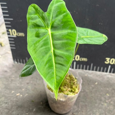178148946135-Alocasia%20micholitziana%20%E6%A4%8D%E6%A0%AA2.5''3.jpg