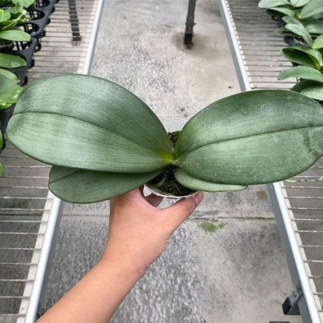 178151227069-Phal.%20gigantea%20'Jumbo%20Andrew'%20%C3%97%20sanderiana%20'Jumbo'%20%E6%A4%8D%E6%A0%AA2.5''1.jpg