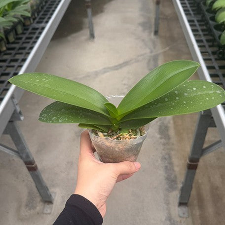 178158046279-Phal.%20Sogo%20Manta%20'F1881'%20%E6%A4%8D%E6%A0%AA2.5''1.jpg