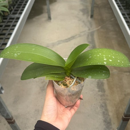 178158046281-Phal.%20Sogo%20Manta%20'F1881'%20%E6%A4%8D%E6%A0%AA2.5''2.jpg