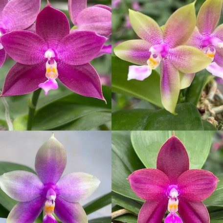 178159983423-Phal.%20Miki%20Sabina%20'757'%20%C3%97%20violacea%20var.%20indigo%20blue%20%E8%8A%B12.jpg