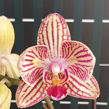 178160223795-Phal.%20Good%20luck%20%E5%A6%82%E6%84%8F%20%E8%8A%B11.jpg
