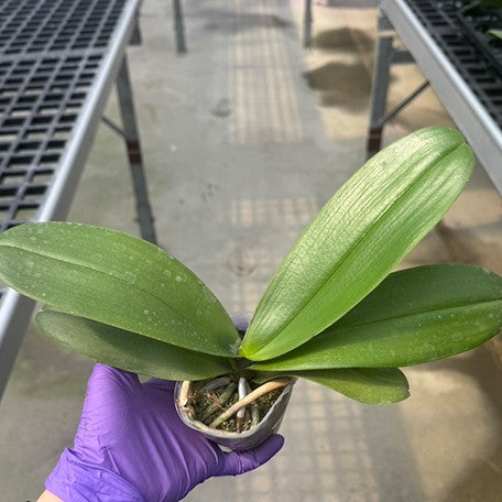 178166756593-Phal.%20Fangmei%20Sunlight%20%E6%A4%8D%E6%A0%AA2.5''1.jpg