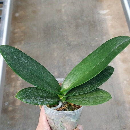 178166830348-Phal.%20Good%20luck%20%E5%A6%82%E6%84%8F%20%E6%A4%8D%E6%A0%AA2.5''1.jpg