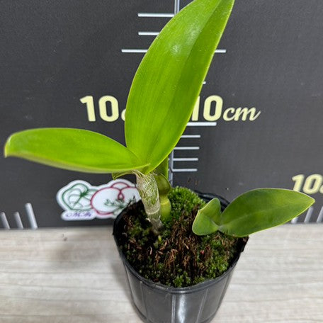 178168694272-C.%20violacea%20var.%20coerulea%20%C3%97%20sib%20%E6%A4%8D%E6%A0%AA2.5''1.jpg