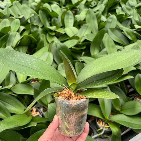 178177168191-Phal.%20Long%20Pride%20Flash%20'1631'%20%E6%A4%8D%E6%A0%AA2.5''1.jpg