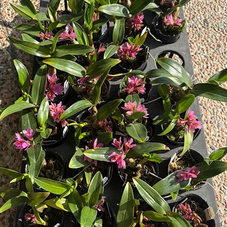 178211713915-Den.%20Hibiki%20(=%20laevifolium%20%C3%97%20bracteosum)%20%E6%A4%8D%E6%A0%AA1.7''1.jpg