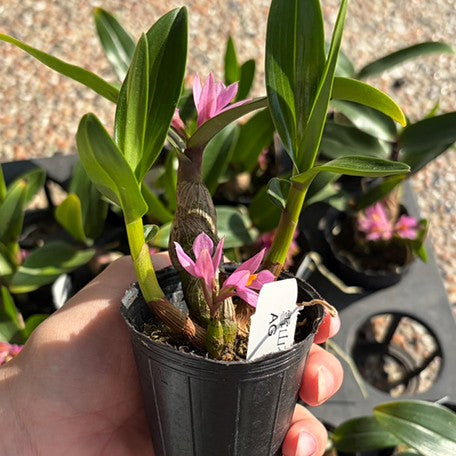 178211713946-Den.%20Hibiki%20(=%20laevifolium%20%C3%97%20bracteosum)%20%E6%A4%8D%E6%A0%AA1.7''2.jpg