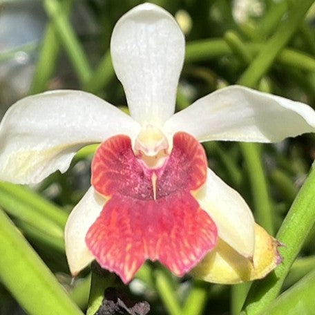 178278186540-Papilisia%20Preeyanan%20Sanpote%20(Luisia%20primulina%20%C3%97%20Papilionanthe%20teres)%20%E8%8A%B12.jpg