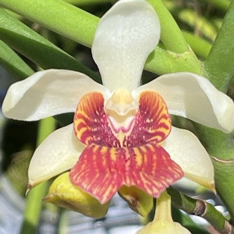178278186561-Papilisia%20Preeyanan%20Sanpote%20(Luisia%20primulina%20%C3%97%20Papilionanthe%20teres)%20%E8%8A%B11.jpg