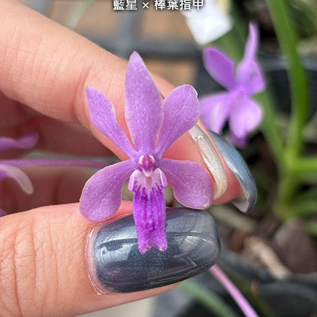 178332649347-V.%20Darwinara%20Charm%20'Blue%20Star'%20%C3%97%20Seidenfadenia%20mitrata%20%E8%97%8D%E6%98%9F%20%C3%97%20%E6%A3%92%E8%91%89%E6%8C%87%E7%94%B2%20%20%E8%8A%B12.jpg