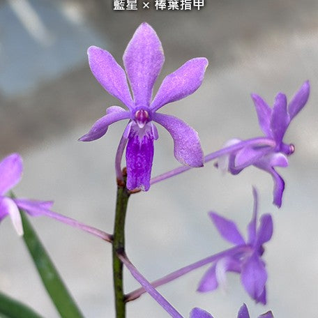 178332649366-V.%20Darwinara%20Charm%20'Blue%20Star'%20%C3%97%20Seidenfadenia%20mitrata%20%E8%97%8D%E6%98%9F%20%C3%97%20%E6%A3%92%E8%91%89%E6%8C%87%E7%94%B2%20%20%E8%8A%B11.jpg