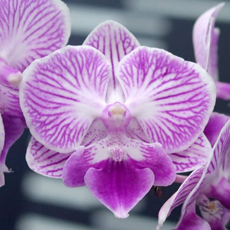 178359199082-Phal.%20(Ching%20Shang%20Stripe%20%C3%97%20Sogo%20Vivien)%20'ES'%20%E8%8A%B14.jpg