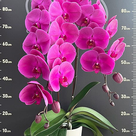 178390611173-Phal.%20Miki%20Jenny%20'600'%20%E8%8A%B12.jpg