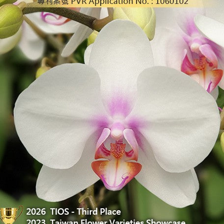 178398832228-Phal.%20Miki%20Smile%20'1332'%20%E8%8A%B11.jpg