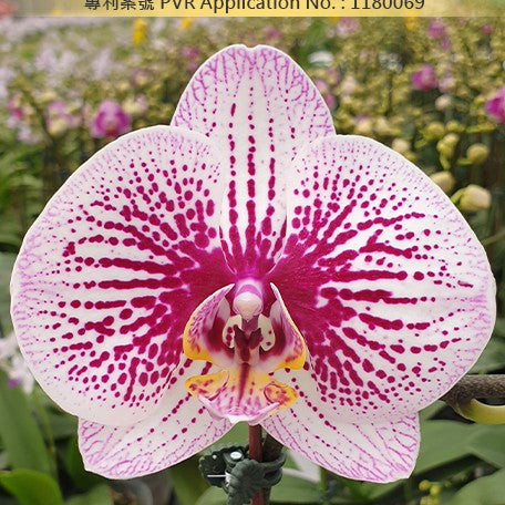 178398867399-Phal.%20Miki%20Radiation%20'1422'%20%E8%8A%B11.jpg