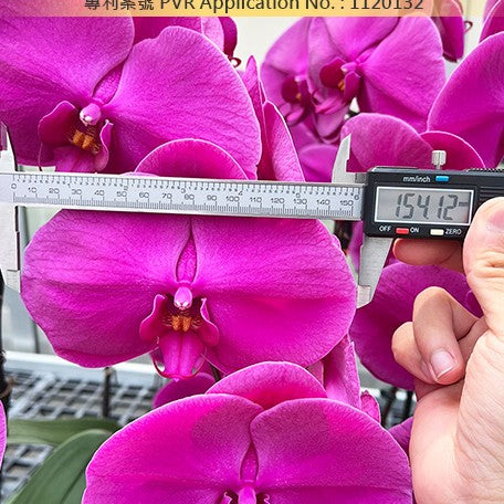 178398890741-Phal.%20Miki%20Jenny%20'600'%20%E8%8A%B14.jpg