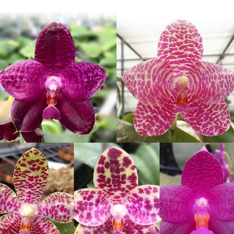 178399090938-Phal.%20Mok%20Choi%20Yew%20(=%20gigantea%20%C3%97%20violacea)%20%E8%8A%B11.jpg