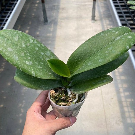 178408091491-Phal.%20King%20Car%20Pieris%20Canidia%20%E6%A4%8D%E6%A0%AA2.5''1.jpg