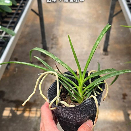 178410076382-V.%20Darwinara%20Charm%20'Blue%20Star'%20%C3%97%20Seidenfadenia%20mitrata%20%E8%97%8D%E6%98%9F%20%C3%97%20%E6%A3%92%E8%91%89%E6%8C%87%E7%94%B2%20%20%E6%A4%8D%E6%A0%AA3''1.jpg