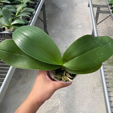 178425607871-Phal.%20gigantea%20'Jumbo%20Orchids'%20%C3%97%20aphrodite%20subsp.%20formosana%20'Jumbo%20Orchids'%20%E6%A4%8D%E6%A0%AA2.5''1.jpg