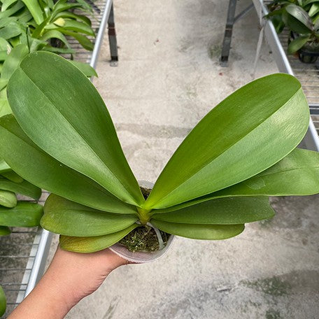 178426599083-Phal.%20Miki%20Golden%20Sand%20'1363'%20(peloric%20-%202%20eyes)%20%C3%97%20(tetrasampo%20%C3%97%20Yaphon%20Sir)%20%E6%A4%8D%E6%A0%AA2.5''1.jpg