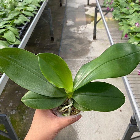 178426730369-Phal.%20Yaphon%20All%20Friends%20'724'%20%C3%97%20speciosa%20'Purple'%20%E5%A5%BD%E6%9C%8B%E5%8F%8B%20%E6%A4%8D%E6%A0%AA2.5''1.jpg